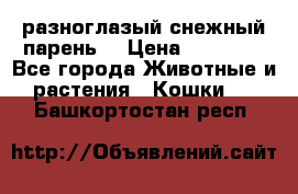 разноглазый снежный парень. › Цена ­ 10 000 - Все города Животные и растения » Кошки   . Башкортостан респ.